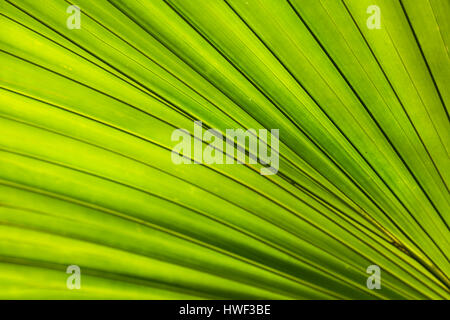 Gigant palm leaves, Sir Seewoosagur Ramgoolam Botanic Garden, Mauritius