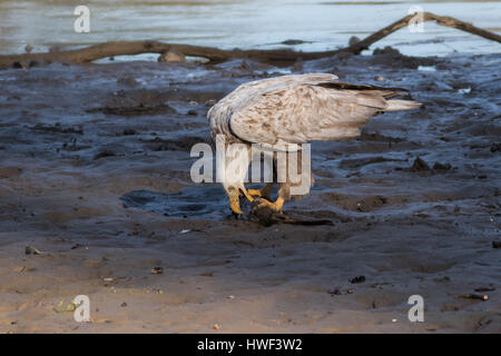 A rare Leucistic Bald Eagle feeds on a decaying catfish at the edge of lake. It is thought that one in every 1000-2000 birds has this lack of pigment. Stock Photo