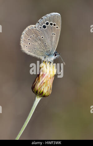 Paphos Blue - Glaucopsyche paphos Endemic Cyprus Butterfly On Phagnalon rupestre Stock Photo