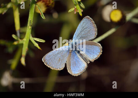 Paphos Blue - Glaucopsyche paphos Endemic Cyprus Butterfly on Phagnalon rupestre Flower with foodplant Genista fasselata Stock Photo