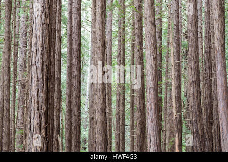 Redwood trees in Muir Woods National Monument Stock Photo