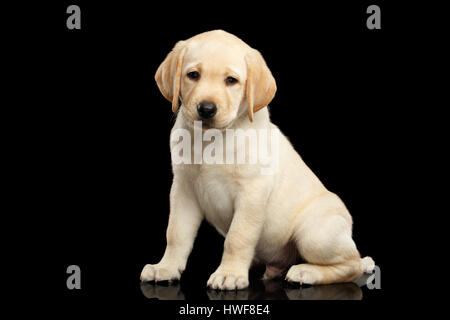 Golden Labrador Retriever puppy isolated on black background Stock Photo