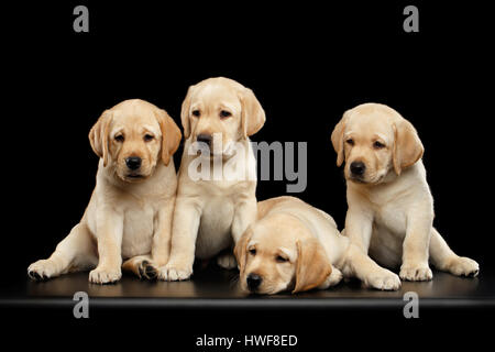 Golden Labrador Retriever puppies isolated on black background Stock Photo
