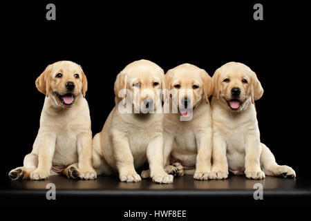 Golden Labrador Retriever puppies isolated on black background Stock Photo