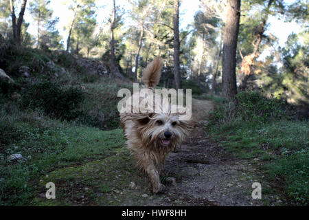 A Yorkshire Terrier dog runs in a pine forest on a wet and muddy ground after rain.  The Jerusalem Forest, Jerusalem, Israel. 27.12.2012 Stock Photo