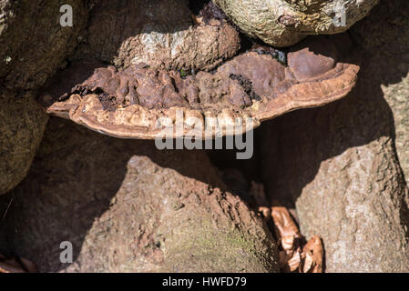 Southern bracket fungus (Ganoderma australe), at a typical site in beech woodland. Stock Photo