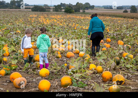 PUMPKIN FIELD: Pick Your Own Pumpkin raises money for charity every October and is based in Sevington near Ashford, Kent. Stock Photo