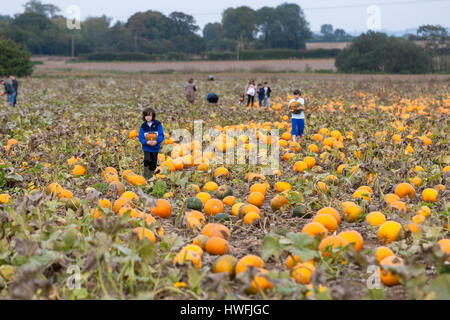 PUMPKIN FIELD: Pick Your Own Pumpkin raises money for charity every October and is based in Sevington near Ashford, Kent. Stock Photo
