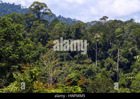 The diverse dipterocarp rainforest at Tabin, Sabah, Borneo. Stock Photo