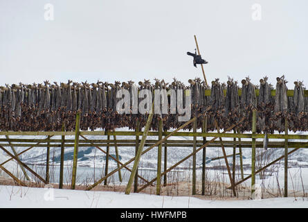 Fish racks with drying cod and a dead crow at Gimsöya, Lofoten, Norway. Stock Photo