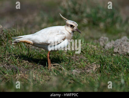 A partial albinistic mutant of Northern Lapwing (Vanellus vanellus) from Tipperne, Denmark. Stock Photo