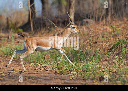 Indian Gazella (Gazella bennettii) in Panna National Park, India. Stock Photo