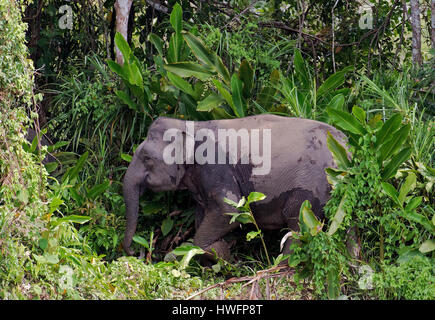 Borneo pygmy elephant (Elephas maximus borneensis) from Kinabatangan River, Sabah, Borneo.
