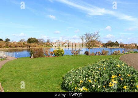 Eastbourne, UK. 21st Mar, 2017. UK weather. Daffodils in full bloom on a bright but cold morning in Eastbourne, East Sussex, UK Credit: Ed Brown/Alamy Live News Stock Photo