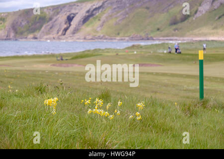 Cowslips (Primula veris) growing in rough grass on Earlsferry Links golf course in summer. Elie and Earlsferry, East Neuk of Fife, Fife, Scotland, UK, Stock Photo