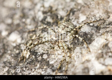 Lichen running-spider Stock Photo
