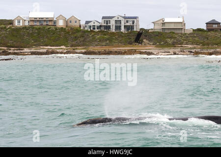 Whale watching South Africa - a Southern Right Whale, Eubalaena australis, blowing off  the coast at Gansbaai, Hermanus, South Africa Stock Photo