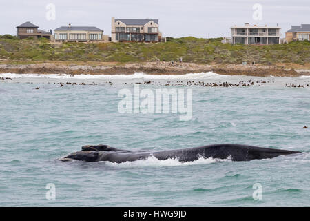Hermanus South Africa - Southern Right Whale and calf; Whale watching off the coast of Hermanus, South Africa Stock Photo