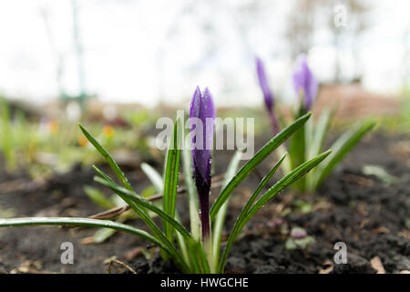 Saffron under raindrops. Flowering flower saffron. Raindrops on a flower. Stock Photo