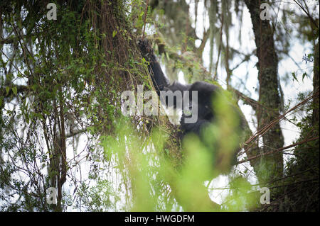 Mountain gorilla (Gorilla berengei berengei) trekking in Volcanoes National Park, Rwanda. Stock Photo