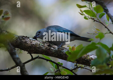 Birdwatching (birding) in Brasília, DF, Brazil: Single  Thraupis episcopus (blue-gray tanager). Stock Photo