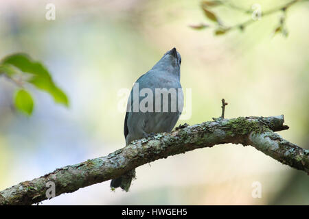 Birdwatching (birding) in Brasília, DF, Brazil: Single  Thraupis episcopus (blue-gray tanager). Stock Photo