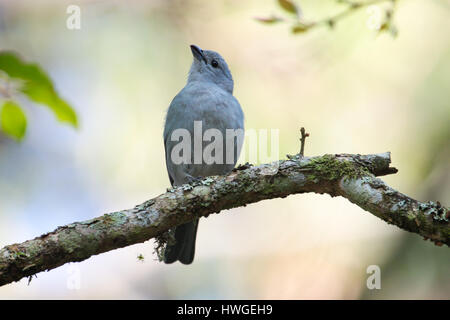 Birdwatching (birding) in Brasília, DF, Brazil: Single  Thraupis episcopus (blue-gray tanager). Stock Photo