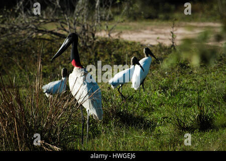 Single Jabiru (Jabiru mycteria) and a Mycteria americana (Wood Stork) little group. Pantanal, Mato Grosso, Brazil. Stock Photo