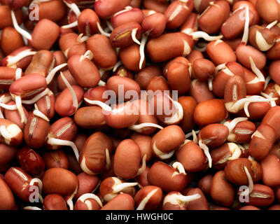 adzuki beans sprouting Stock Photo