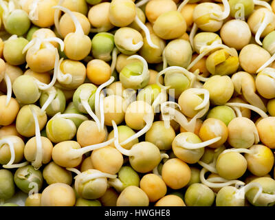 blue pea sprouts sprouting Stock Photo