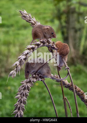 A group of three wild harvest mice feeding on ears of corn set in a natural background and in upright vertical format Stock Photo