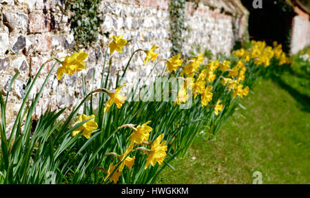 Daffodils in Springtime