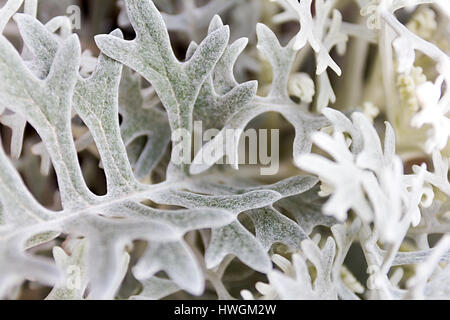 Artemisia absinthium , absinthe wormwood close up Stock Photo