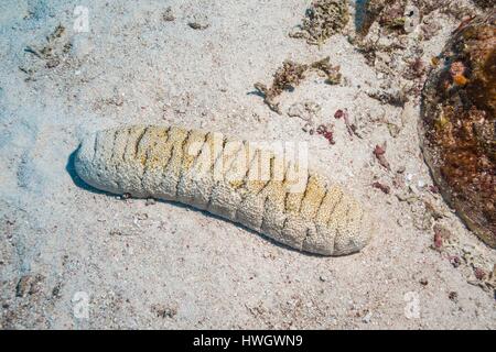 Philippines, Mindoro, Apo Reef Natural Park, Sea Cucumber Elephant trunkfish (Holothuria fuscopunctata) Stock Photo