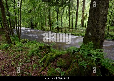 France, Haute Saone, Ballon de Servance mountain, Plancher les Mines, forest, river Le Rahin Stock Photo