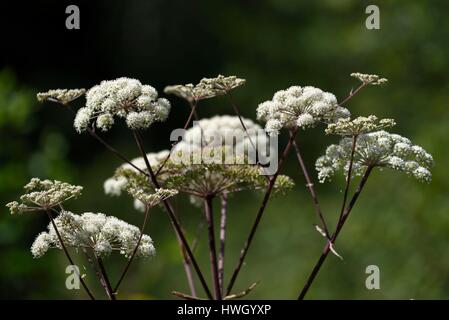 France, Haute Saone, Ballon de Servance, forest of Saint Antoine, Angelica sylvestris Stock Photo