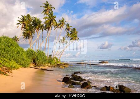 Sri Lanka, Indian Ocean, Weligama, fishing village, beach and coconuts trees Stock Photo