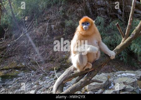 China, Shaanxi province, Qinling Mountains, Golden Snub-nosed Monkey (Rhinopithecus roxellana) Stock Photo