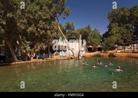 Tunisia, Ksour Area, Ksar Ghilane, oasis spring with swimmers Stock Photo