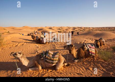 Tunisia, Ksour Area, Ksar Ghilane, Grand Erg Oriental Desert, camel caravan Stock Photo