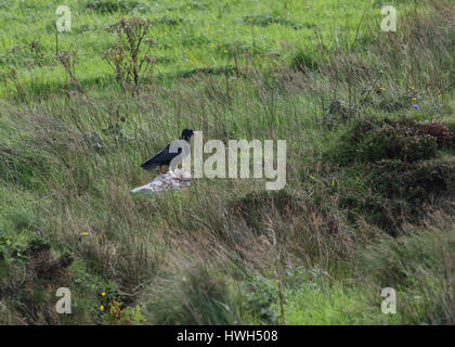 Pyrrhocorax Pyrrhocorax Ireland  - a chough standing on grassy land on Valentia Island, County Kerry, Ireland. Stock Photo