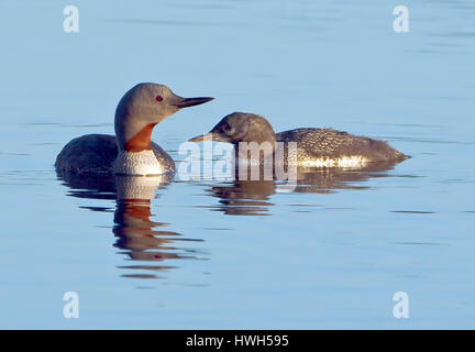 Star diver with fledgling in the evening, Norway, Norway, Troms?, Prestvannet, birds, birds, star diver, red-throated diver, gavia stellata, fledgling Stock Photo