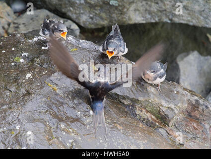 'Swallow's feeding, the USA, Alaska; Glacier Bay national park; Bartlett cove, birds, birds, feeding fairy thing, boy, chicken, marsh swallow, tree sw Stock Photo