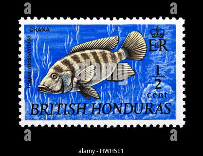 Postage stamp from the British Honduras depicting a Mozambique tilapia (Oreochromis mossambicus) Stock Photo