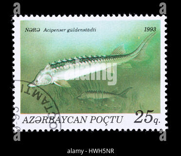 Postage stamp from Azerbaijan depicting a Vyrezub or kutum (Rutilus frisii), Stock Photo