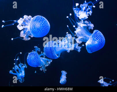 Spotted with root mouth jellyfish, Germany, Hamburg, Hagenbecks animal park, zoo, aquarium, spotted with root mouth jellyfish, Phyllorhiza punnctata,  Stock Photo