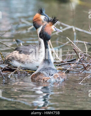 Bonnet diver courtship display in the nest, Germany, Hamburg, Isebek canal, Isekanal, birds, bonnet divers, Podiceps cristatus, courtship display, two Stock Photo