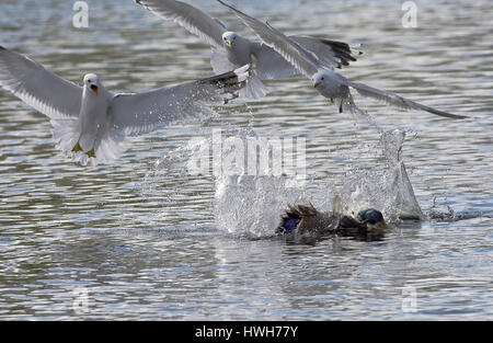 Storm gulls attack mallard, Norway, Norway, Troms?, Prstvannet, birds, birds, storm gull, common gull, larus canus, mallard, Erpel, paints, mallard, a Stock Photo
