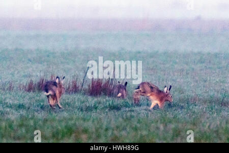 Field hares in the morning fog, Germany, Lower Saxony, East Friesland, north dyke, mammals, field hares, Lepus europaeus, three, weather, morning fog, Stock Photo