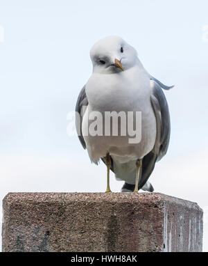 Storm gull, Norway, Troms, Troms?, Troms?, birds, storm gull, Larus canus, Norway, Troms, Tromso, birds, Common Gull, Larus canus, Storm gull, Larus c Stock Photo